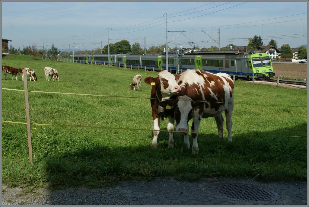 Linsenputer N� 0413 und 1825 h�tten wohl gerne ihres Amts gewaltet doch ich hatte den BLS RBe 565 im Visier...
Bei Kehrsatz, den 5. Okt. 2012