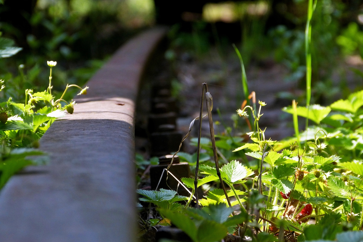 . Die Vegetation erobert sich ihr Recht zur�ck im Dampflok Museum Hermeskeil. 09.06.2014 (Jeanny)
