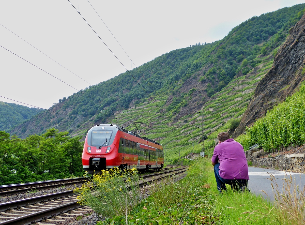 . Es sollte die Aufnahme eines Hamsters mit gelben Bl�mchen werden, doch dann h�pfte mir ein Fotograf ins Bild. ;-) In der N�he von Winningen, 20.06.2014 (Jeanny)