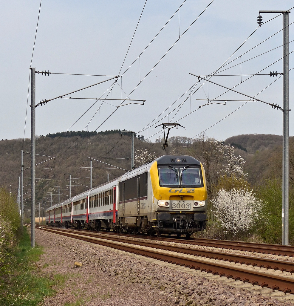 . Fr�hling an der Nordstrecke - Die 3003 zieht den langen IC 114 Liers - Luxembourg an den bl�henden Hecken in Erpeldange/Ettelbr�ck vorbei, kurz bevor sie den momentanen Endbahnhof Ettelbr�ck erreicht. Da der Zug wegen den Gleisbauarbeiten an der Nordstrecke nur bis Ettelbr�ck f�hrt, hat er schon das Gleis gewechselt, was die Fotografin nat�rlich freute. 16.04.2015 (Jeanny) 