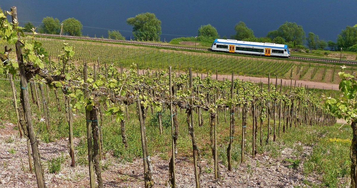 . F�r Armin, ohne das st�rende Ufer - Der Rhenus Logistics Stadler Regio-Shuttle 650 351 hat am 13.05.2015 als RB 85 Traben-Trarbach - Bullay den Bahnhof von Reil verlassen und f�hrt nun an der Mosel entlang dem Endbahnhof Bullay entgegen. Das Foto wurde in den Weinbergen in Reil aufgenommen. (Jeanny)