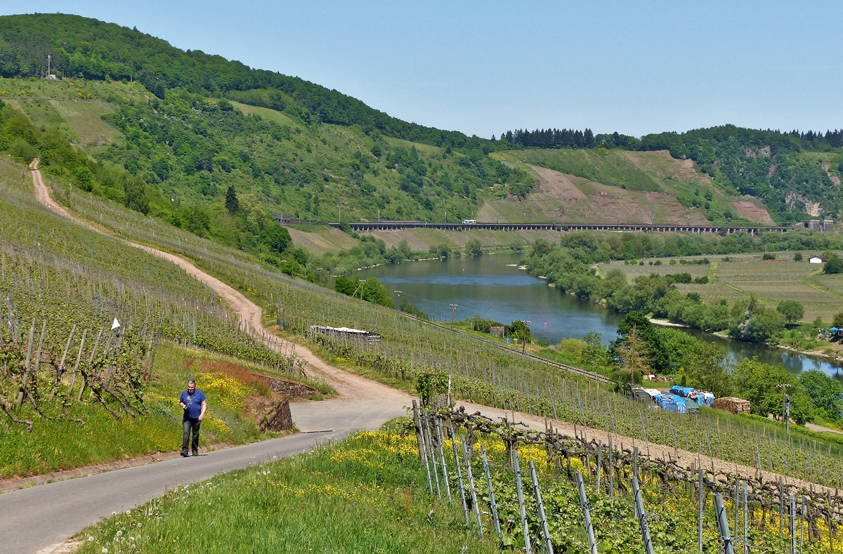 . Nach getaner Arbeit, kommt der Fotograf wieder den Berg hoch in Reil, w�hrend der Rhenus Veniro RS1 650 351 als RB 85 Traben-Trarbach - Bullay �ber den P�ndericher Hangviadukt seinem Endbahnhof entgegenf�hrt. Leider sieht man den Fotografen besser, als den Regio-Shuttle. ;-) 13.05.2015 (Jeanny)