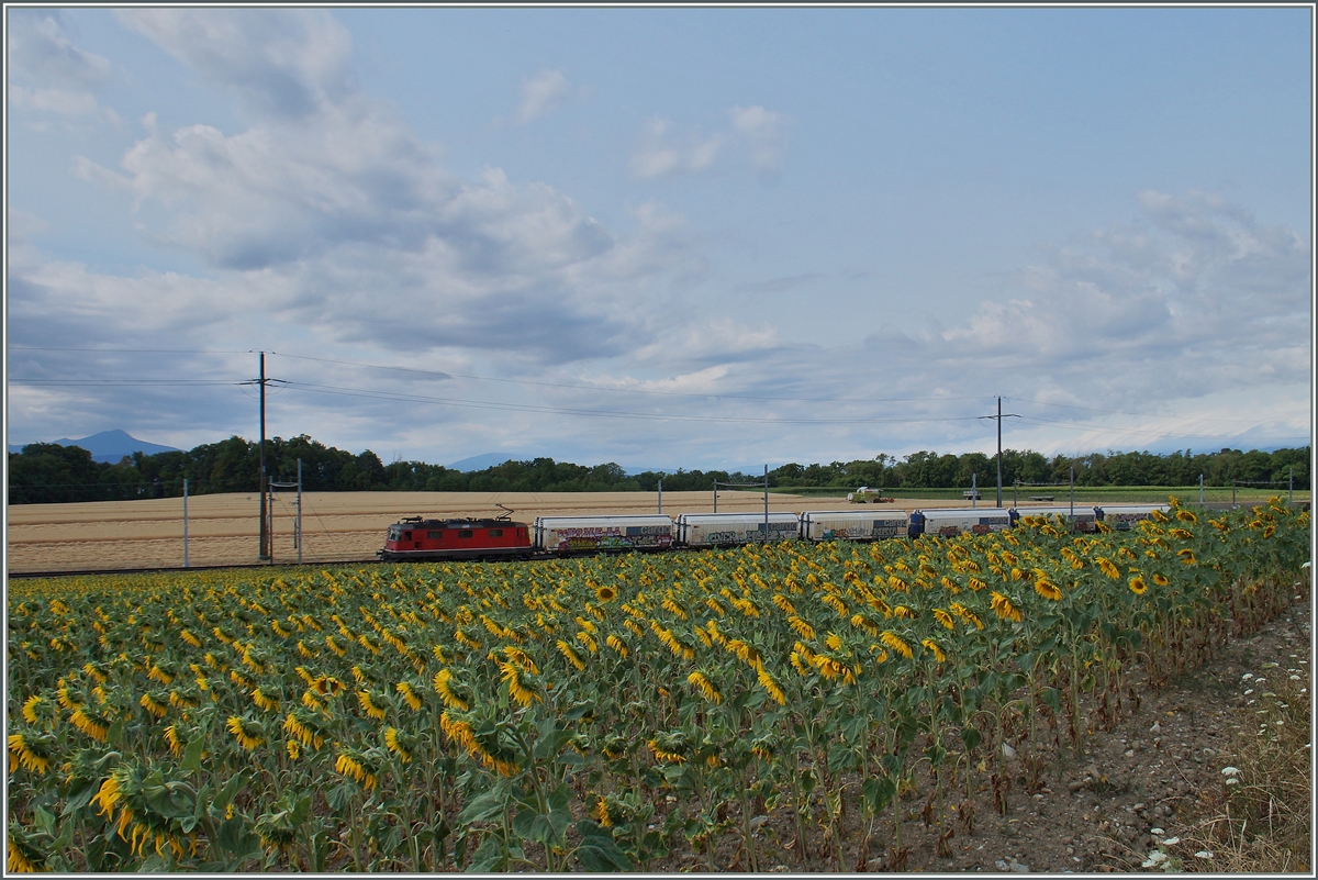 Auf der Strecke Lausanne Genève gibt es vergleisweisse wenig Güterverkehr, hier ist eine Re 4/4 II mit einem Kühlwagen-Güterzug auf der Fahrt Richtung Lausanne zu sehne. 
8. Juli 2015