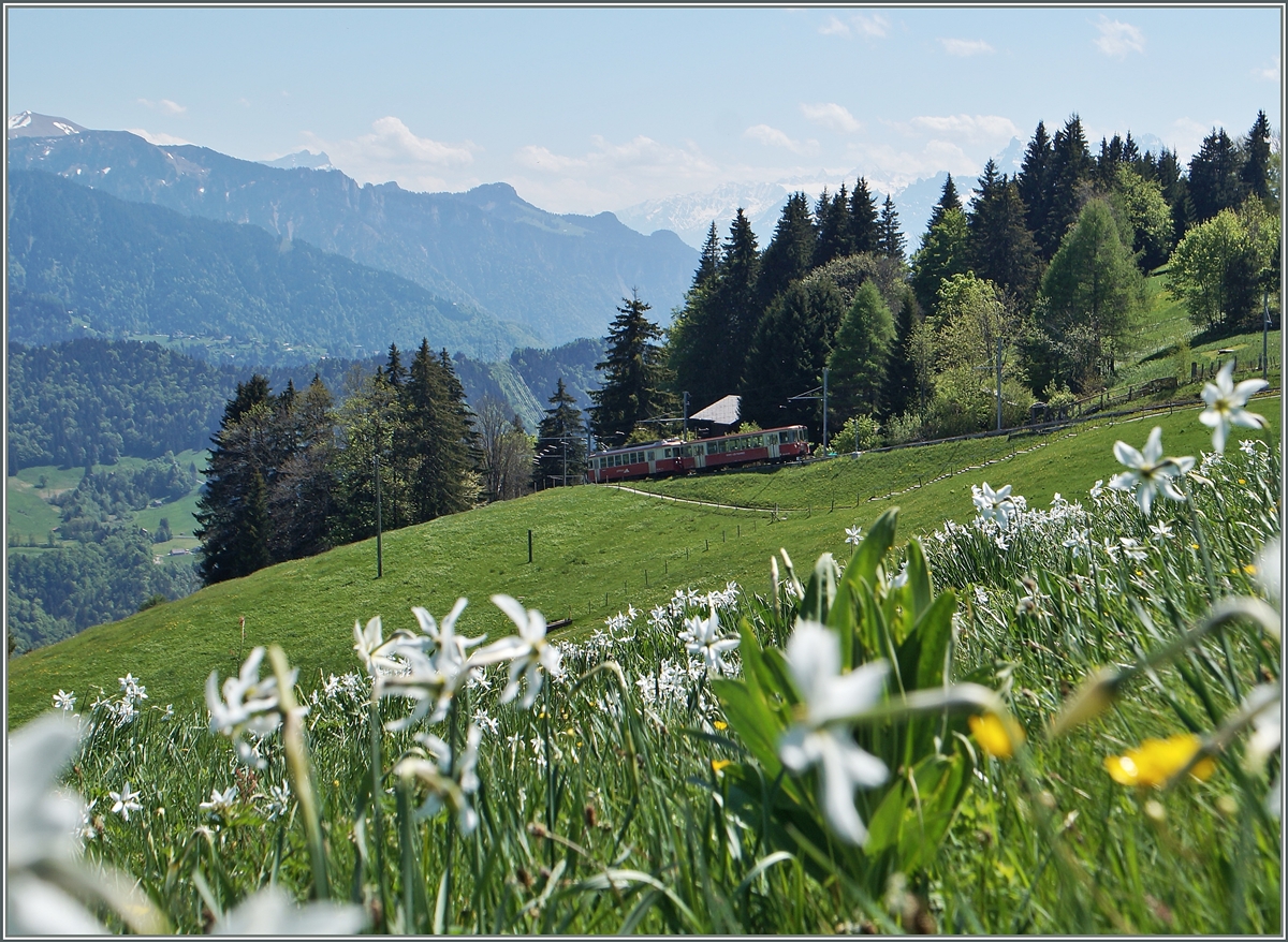 Da die Narzissenfelder Jahr für Jahr kleiner werden ist es auch nicht mehr so einfach die CEV mit den Narzissen zu fotogarfieren.
Ich wagte den Versuch auf Les Pleiades mit dem Talwärts fahrenden Zug 1386. 
18. Mai 2015