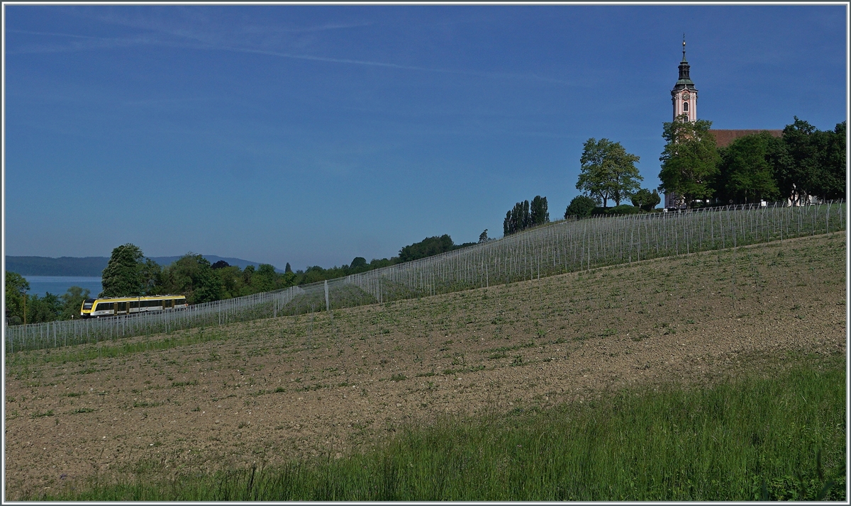 Ein SWEG Dieseltriebzug der Baureihe 622 kurz nach der ehemaligen Station Birnau - Maurach als RB von Friedrichshafen nach Radolfzell nach Friedrichshafen unterwegs und konnte, da ich die dominierende Wahlfahrts-Kirche Birnau auch mit auf dem Bild haben wollte, nur als  Randerscheinung  aufgenommen werden. 

18. Mai 2022 