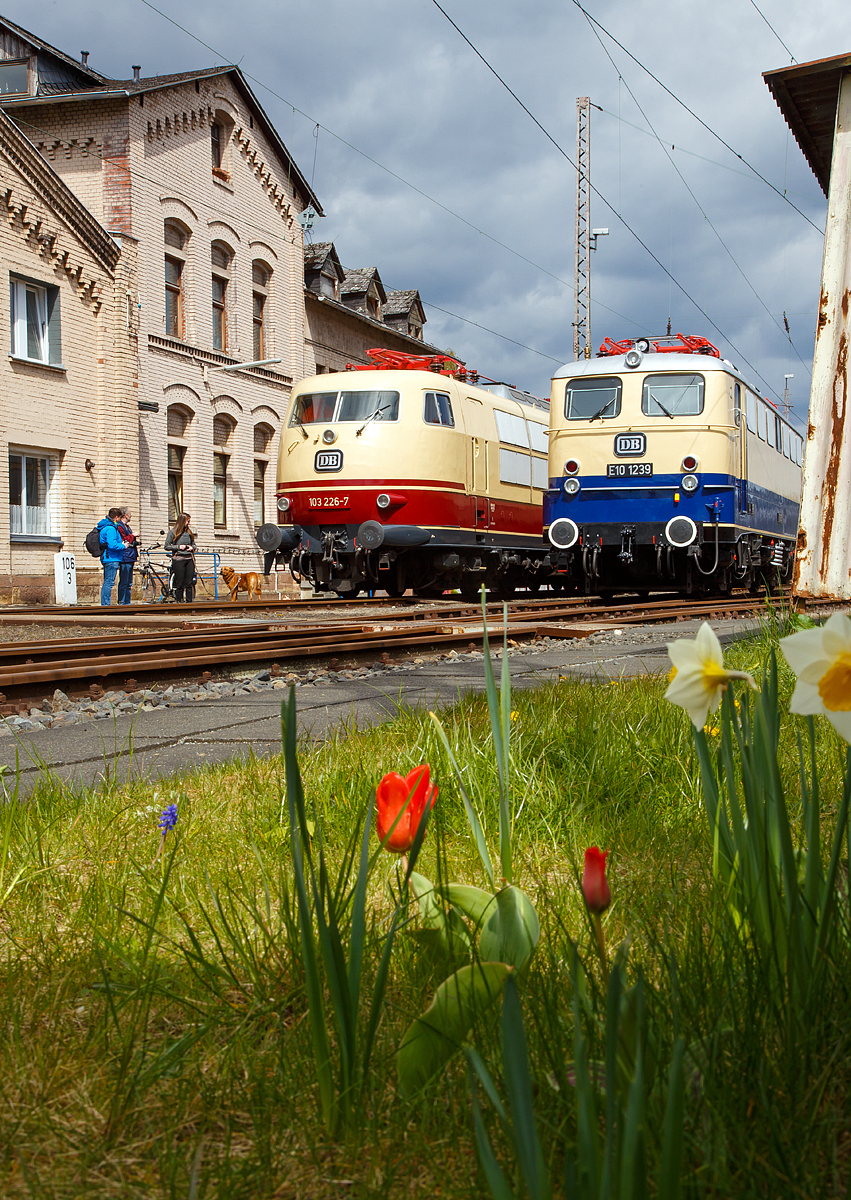 
Frühling in Siegen und zwei wunderschöne alte Damen nebeneinander.....
Die wunderschöne 103 226-7 (91 80 6103 226-7 D-DB) in den TEE-Farben purpurrot/elfenbein und die wunderschöne E 10 1239 / 110 239-1 (91 80 6 110 239-1 D-LCDB, ex DB E 10 239, im Ablieferzustand der Rheingold Farben Beige/ Kobaltblau, am 23.04.2017 in Südwestfälischen Eisenbahnmuseums in Siegen. 

Beide Loks sind Eigentum der DB und werden vom Lokomotiv - Club 103 e. V. betreut und sind in Siegen untergestellt.