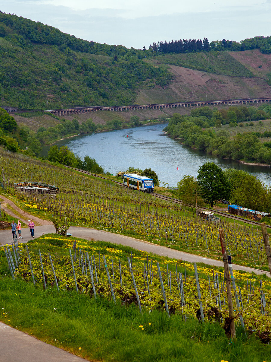 Nun fährt er auf der „Moselweinbahn“.....
Der Stadler RegioShuttle RS 1 – VEN 650 131  Lilly  (95 80 0650 131-5 D-VEN) der Rhenus Veniro am 29.04.2018, als RB 85  Moselweinbahn  (Bullay - Traben-Trarbach), auf der 10,4 km langen „Moselweinbahn“ die Bahnstrecke Pünderich - Traben-Trarbach (KBS 691), und erreicht bald den Hp Reil (DB). 

Im Hintergrund der 786 m lange Pündericher Hangviadukt der „Moselstrecke“ (KBS 690).
