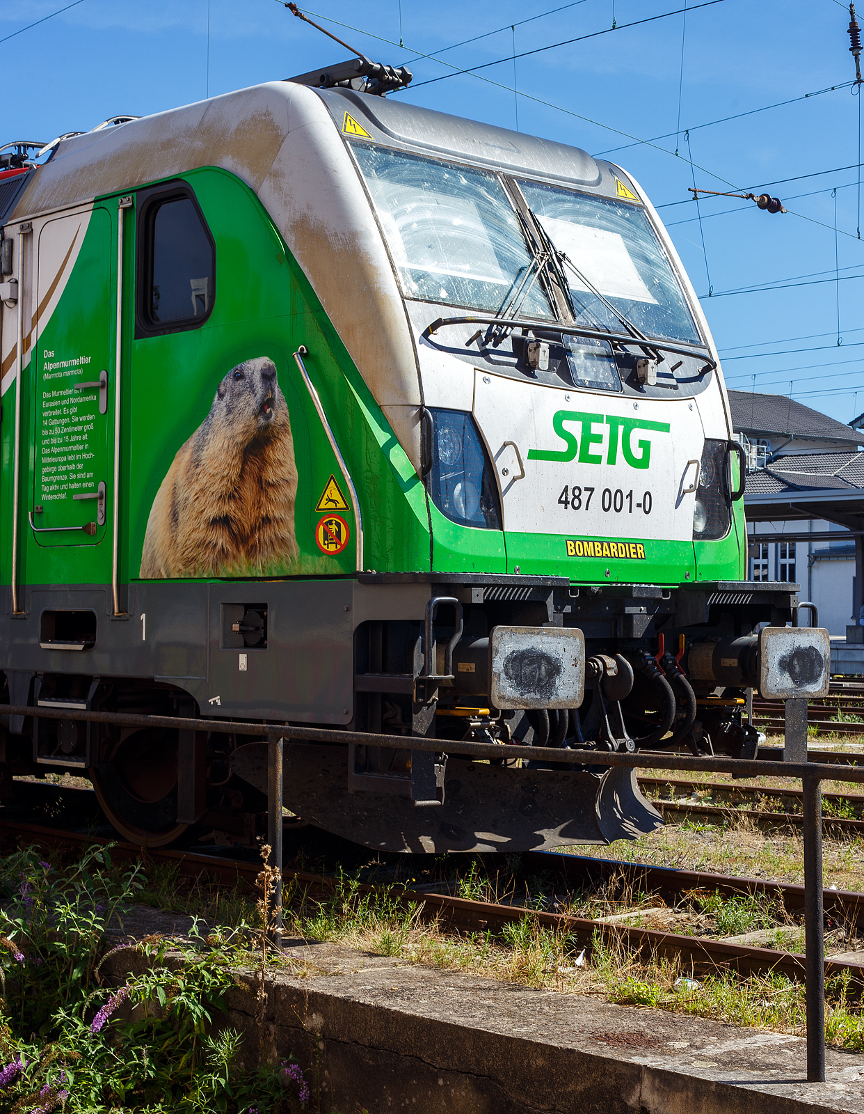Detailbild von dem Alpenmurmeltier an der Rem 487 001-0 „Murmeltier“ (91 85 4487 001-0 CH-SRA) der Salzburger Eisenbahn Transportlogistik (SETG), ex SRT Rem 487 001, ex BTK 187 010.

07.September 2024 beim Hauptbahnhof Siegen (D)
