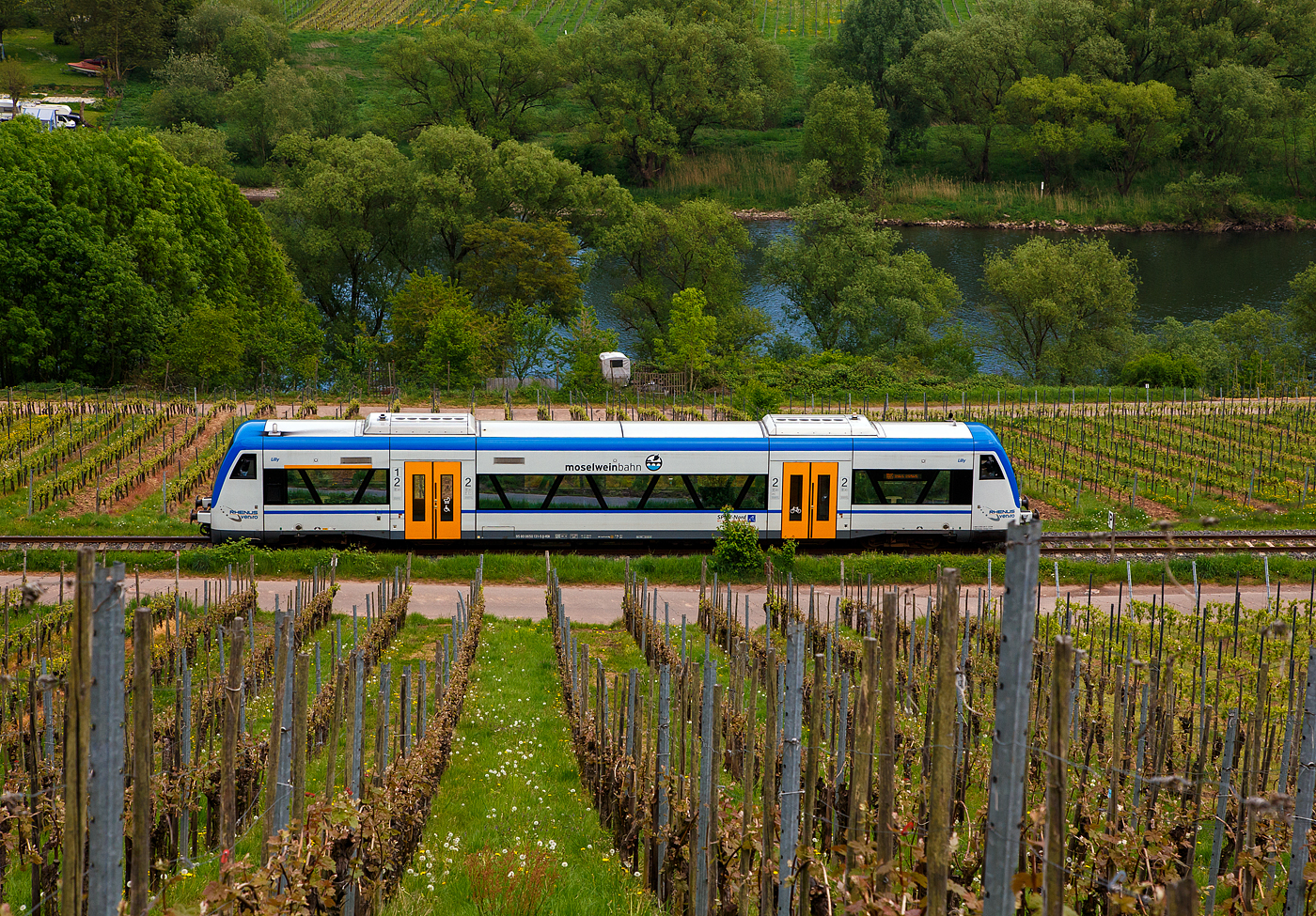 Nun f�hrt er auf der „Moselweinbahn“.....
Der Stadler RegioShuttle RS 1 – VEN 650 131  Lilly  (95 80 0650 131-5 D-VEN) der Rhenus Veniro am 29 April 2018, als RB 85  Moselweinbahn  (Bullay - Traben-Trarbach), auf der 10,4 km langen „Moselweinbahn“ die Bahnstrecke P�nderich - Traben-Trarbach (KBS 691), und erreicht bald den Hp Reil (DB).

Der Regio-Shuttle RS1 wurde 2000 unter der Fabriknummer 36881 noch von ADtranz (ABB Daimler Benz Transportation) in Berlin-Pankow, sp�ter Stadler Rail, gebaut und als VT 1.01 an die eurobahn Verkehrsgesellschaft mbH & Co. KG (ab 2001 Rhenus Keolis und ab 2007 Rhenus Veniro) geliefert. Seit 2019 firmiert sie als Transdev Verkehr GmbH und wird als „Moselweinbahn“ vermarktet. 

Die Moselweinbahn verf�gt �ber zwei RegioShuttle RS1 Triebwagen, die beide 2014 durch den Hersteller Stadler Rail general�berholt wurden.

Die Fahrzeuge sind mit breiten Automatik-Schwenkschiebet�ren, Niederflureinstiegen, gro�en Mehrzweckbereichen mit Platz f�r Fahrr�der oder Kinderw�gen, bequemen Komfortsitzen und einer Klimaanlage ausgestattet. Auch in Puncto Fahrgastinformation haben die RegioShuttles einiges zu bieten. Vier Au�enzugziel-Anzeigen lassen nicht zu, dass man in der Eile in den falschen Zug einsteigt. Zus�tzlich garantieren GPS-gesteuerte Haltepunkt-Anzeigen im Innenraum den Ausstieg an der richtigen Stelle.

Die besondere Niederflurbauweise der Einstiegs- und Mehrzweckbereiche erlaubt einen bequemen, fast ebenerdigen Einstieg in das Fahrzeug. Die gro�z�gigen Mehrzweckbereich sind f�r Rollst�hle, Kinderwagen, Gep�ck oder Fahrr�der. Au�erdem sorgen beidseitig angebrachte, ausfahrbare Rampen daf�r, dass auch mobilit�tseingeschr�nkte Menschen barrierefrei und selbstst�ndig ein- und aussteigen k�nnen. Selbstverst�ndlich geh�rt zur komfortablen Ausstattung RegioShuttles auch ein behindertengerechtes WC. In Sachen Geschwindigkeit zeichnet sich die Baureihe durch Spurtst�rke und eine hohe Endgeschwindigkeit aus. Luftgefederte Drehgestelle sorgen dabei f�r optimale Laufruhe, auch bei schneller Fahrt, was das Reisen sehr angenehm macht.

Der Antrieb erfolgt �ber 2 St�ck Dieselmotore hydromechanisch �ber 2 Voith-Diwabus Getriebe �ber Gelenkwellen zu den Radsatzgetrieben

TECHNISCHE DATEN:
Spurweite: 1.435 mm (Normalspur)
Achsfolge: B'B'
L�nge �ber Puffer: 25.500 mm
L�nge Wagenkasten: 24.260 mm
Drehzapfenabstand: 17.100 mm
Achsabstand im Drehgestell: 1.800 mm
Triebraddurchmesser: 770 mm (neu) / 710 mm (abgenutzt)
Federung: 2 luftgefederte Triebdrehgestelle
Eigengewicht: 42 t
Motoren: 2 St�ck 6-Zylinder-Viertakt-Dieselmotor mit Direkteinspritzung vom Typ D 2866 LUH 21
Motorleistung: 2 x 257 KW (350 PS) bei 2.000 U/min = 517 kW (700 PS)
Motorhubraum: je 12 Liter (11.961 cm�)
Getriebe: 2 St�ck Voith-Diwabus Getriebe U 864
H�chstgeschwindigkeit: 120 km/h
Beschleunigung: 1,2 m/s�
Einstiegst�ren je Fahrzeugseite: 2 zweifl�gelige Automatik-Schwenkschiebet�ren
Einstiegbreite: je 1.300 mm
Einstiegshilfe je Fahrzeugseite: ein Rollstuhl-Hublift an T�r L1 und R1
Fu�bodenh�he (�ber SO) Einstiegsh�he/ Niederflurbereich: 600 mm
Fu�bodenh�he (�ber SO) Hochflurbereich: 1.000 mm
 
Fahrgastraum: klimatisiert
Sitzpl�tze: 71 Sitzpl�tze, davon 18 als Klappsitze
Stehpl�tze: 83 
WC: behindertengerecht
Vielfachsteuerung: max. 5 Fahrzeugen

Quellen: Stadler Rail, Transdev Verkehr GmbH und Anschriften
Stand/�berarbeitung: September 2025
