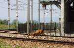 Tierische Begegnung, welche zum Gl�ck f�r Vierbeiner und Bahn ungef�hrlich ausging: Reh auf den Gleisen der Passauer Bahn, KBS 150 Wien - Passau, fotografiert am Granitwerk Sch�rding am 05.07.2012 -->