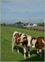 Linsenputzer N� 1825 und 0413 und ein  Mutz  im Hintergrund.